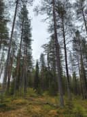 Särkipuro 305-419-11-1 1