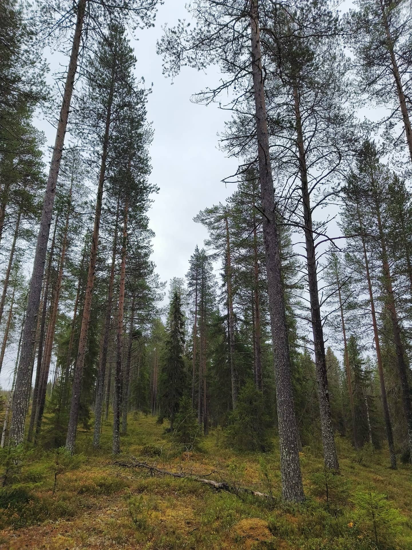 Särkipuro 305-419-11-1 1