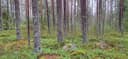 Metsätila Karviassa, Lehtikallio 1