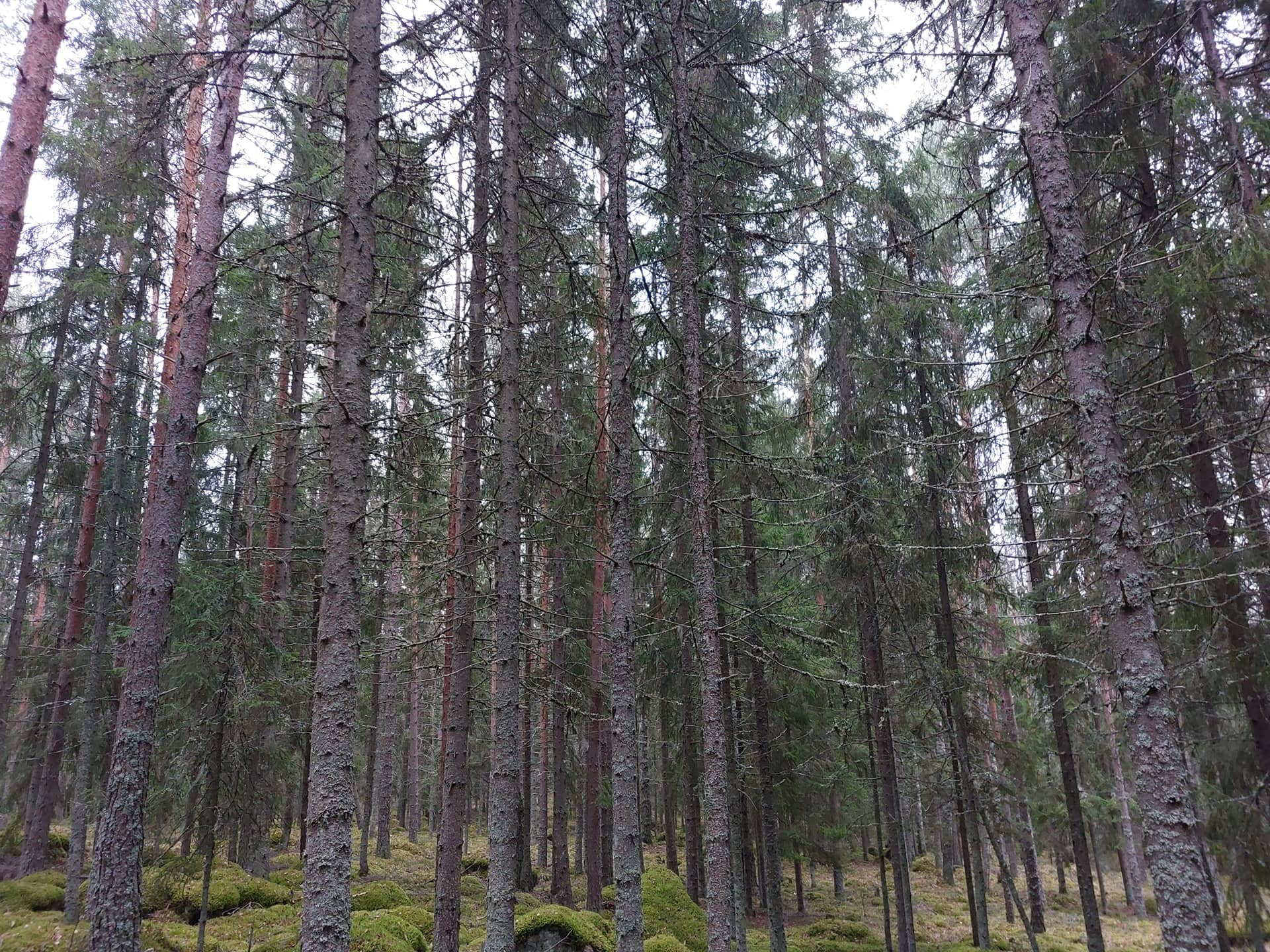 Kalliorinne 3:77 1