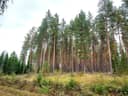 Äimälänmetsä 178-436-10-0 1