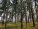 Metsätila Ilokankare 1:112, Salo, Raatala, 28,3 ha 1