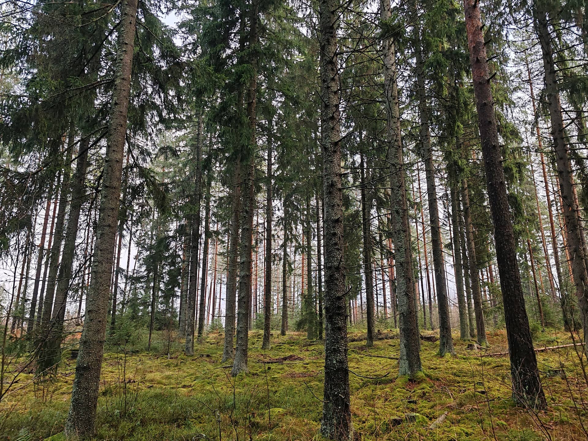 Metsätila Ilokankare 1:112, Salo, Raatala, 28,3 ha 1