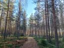 Metsätila Takapelto+m-ala Paakka, Salo, Koorla ja Lemula, yht. 36,3 ha 1