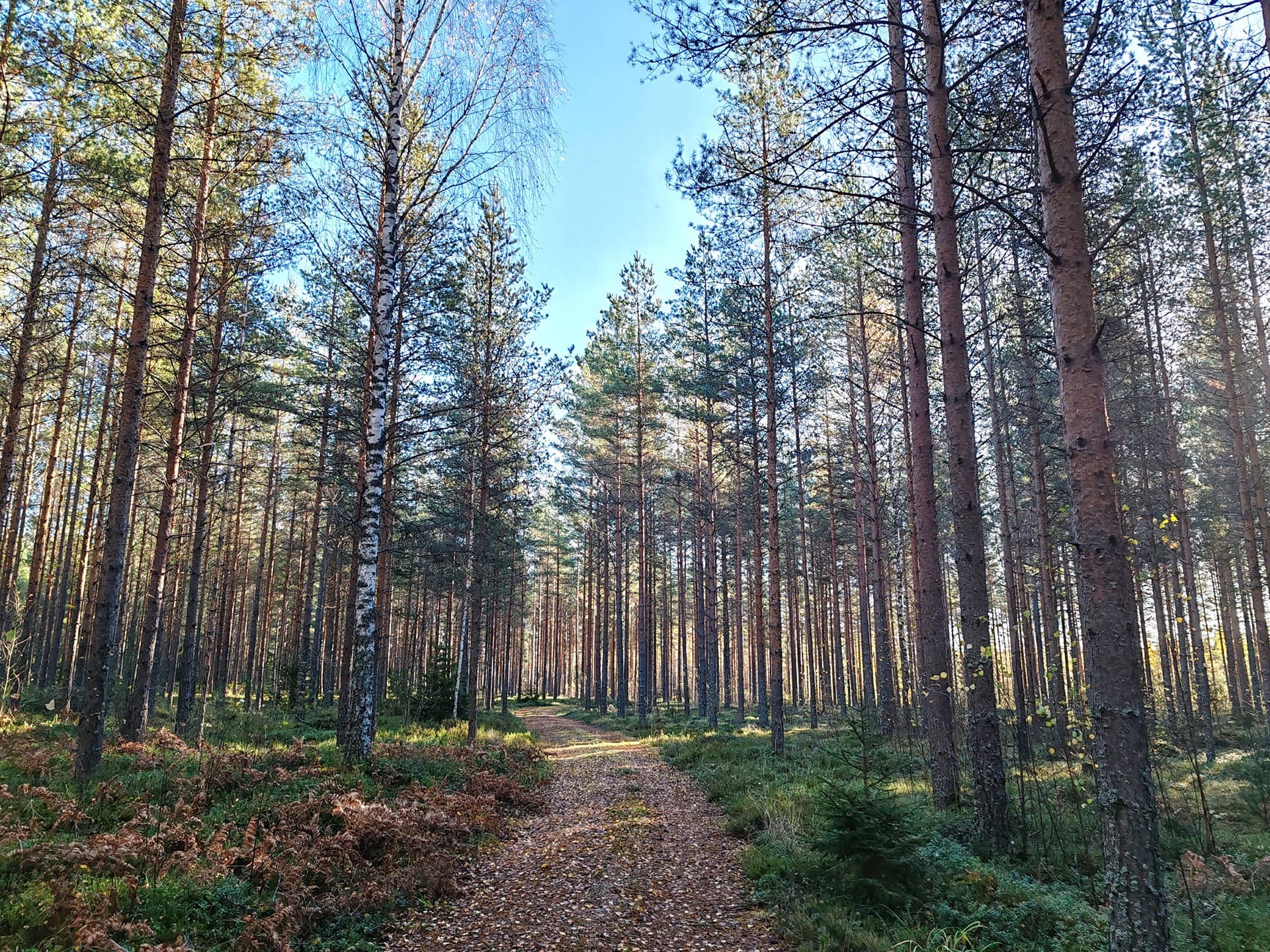 Metsätila Takapelto+m-ala Paakka, Salo, Koorla ja Lemula, yht. 36,3 ha 1