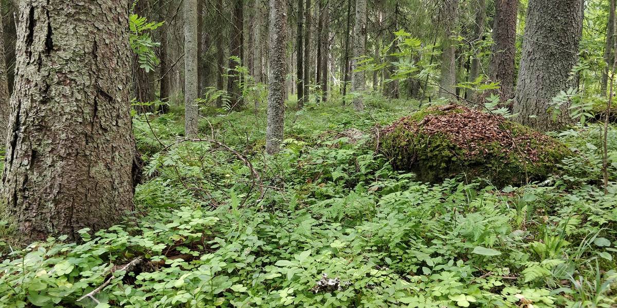 Kansikuva kohteelle Metsätilat Pomarkkussa ja Kankaanpäässä
