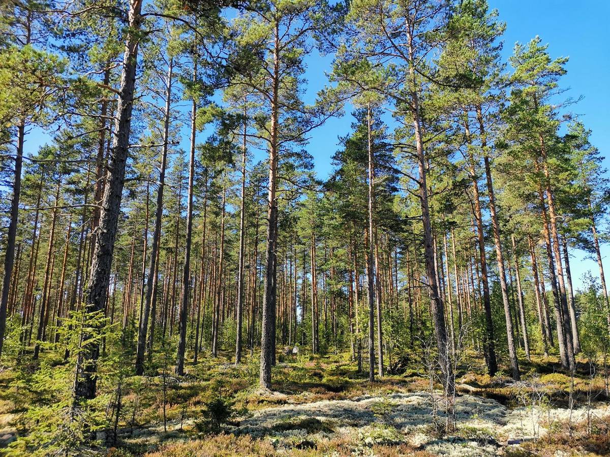 Kansikuva kohteelle Metsätila Uusitalo 1:88, 24 ha, Rauma, Suotie.