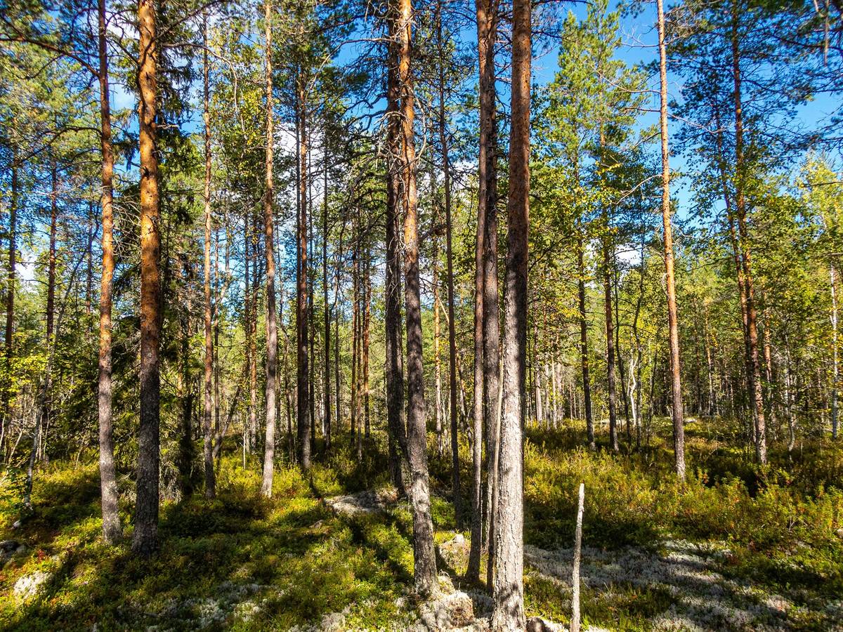 Kansikuva kohteelle Lapua, Alanurmo, Hirvijärvi