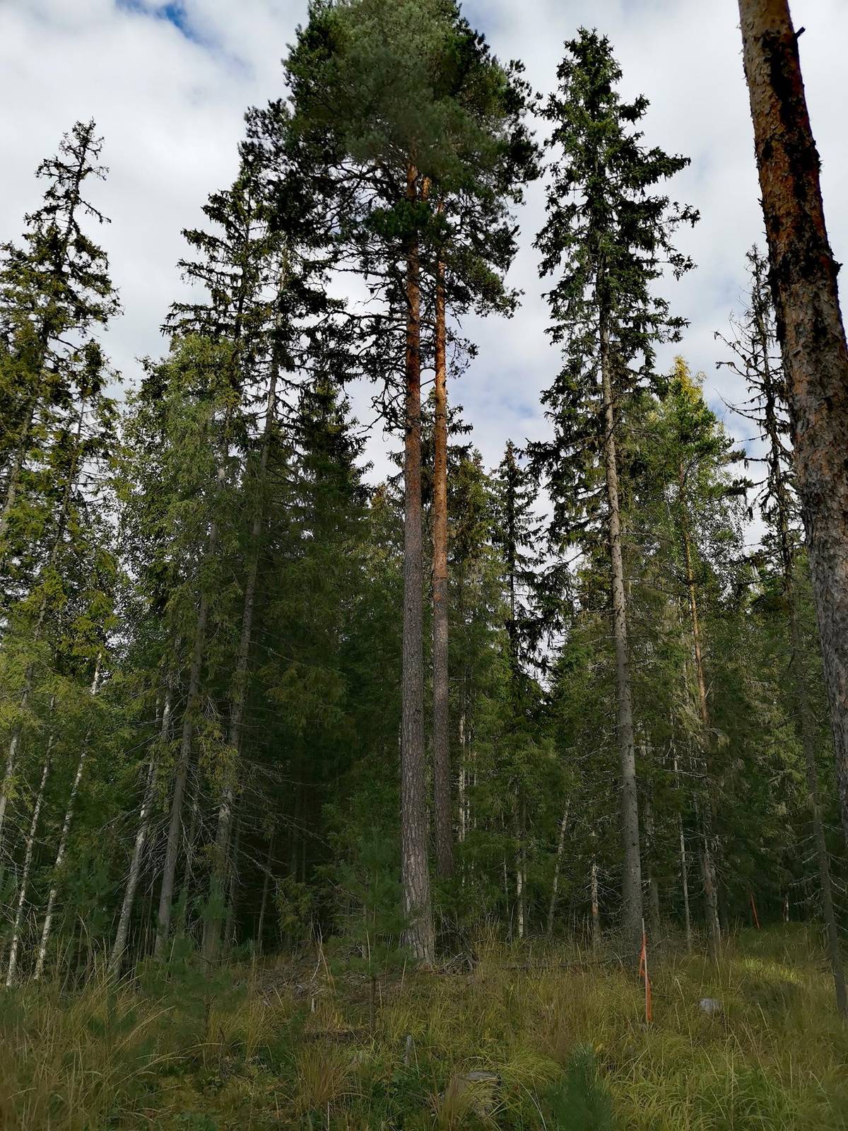 Kansikuva kohteelle Metsätila Impivaara 5:46, 6,36 ha, Rauma.