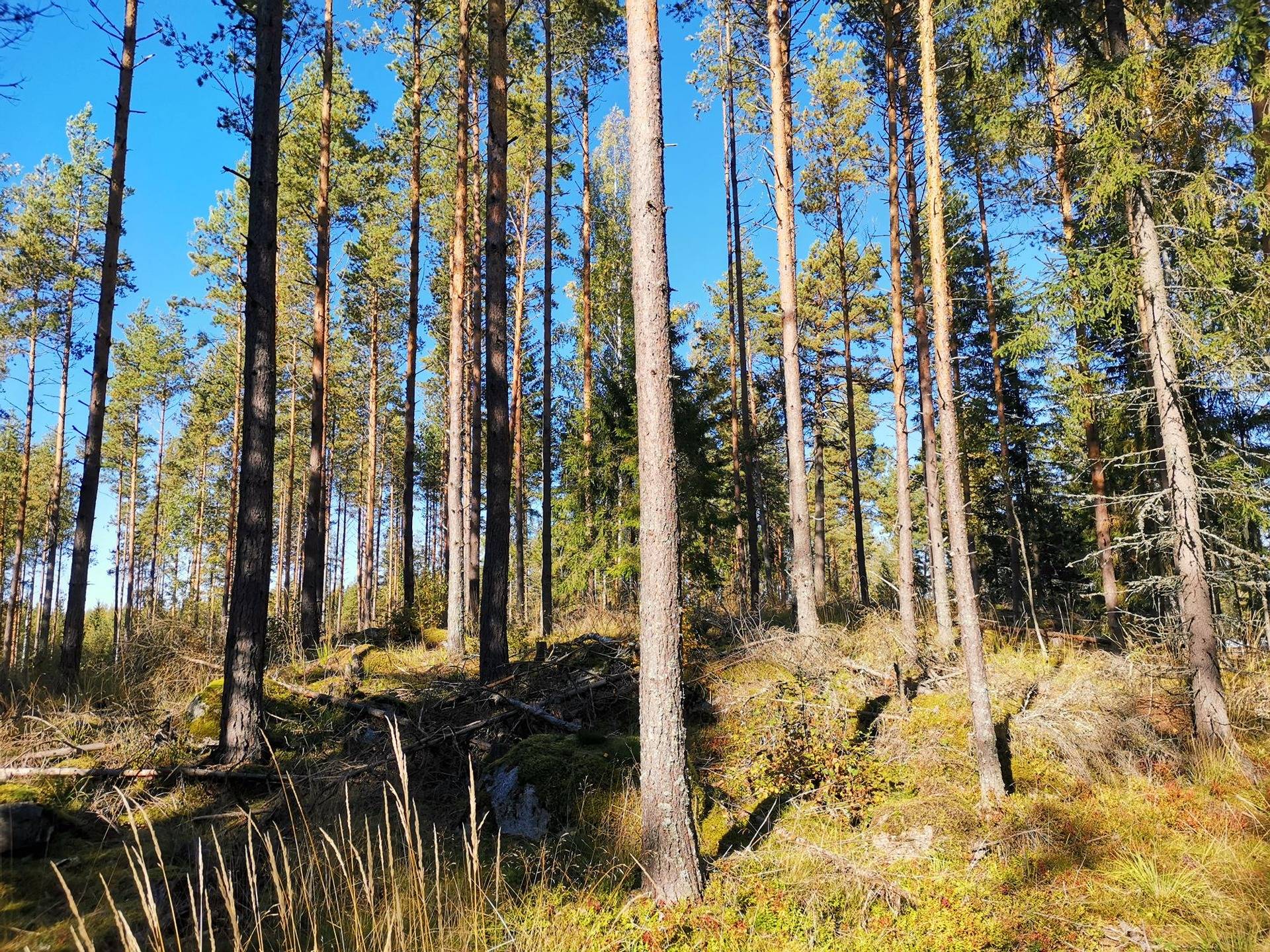 Maatilakokonaisuus Mynämäki, Kivijärventie, yhteensä 25,788 ha 2
