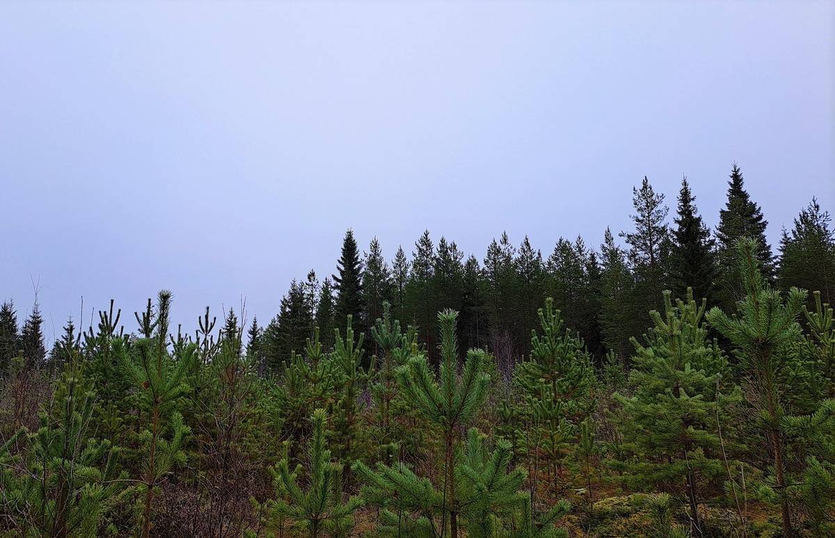 Pärmbild för Lohtaja/Kannus, Tuoretmaa metsäpalsta 27,5 ha