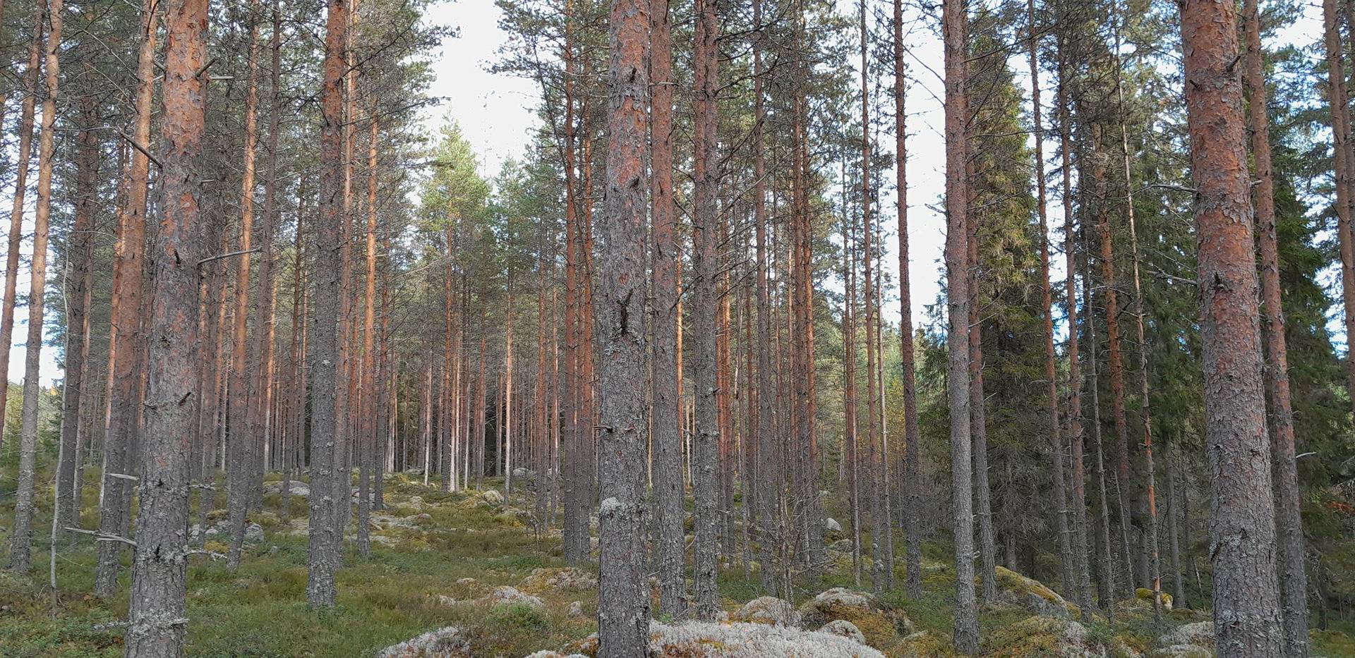 Kansikuva kohteelle Ostotoimeksianto Pyhäjärvi