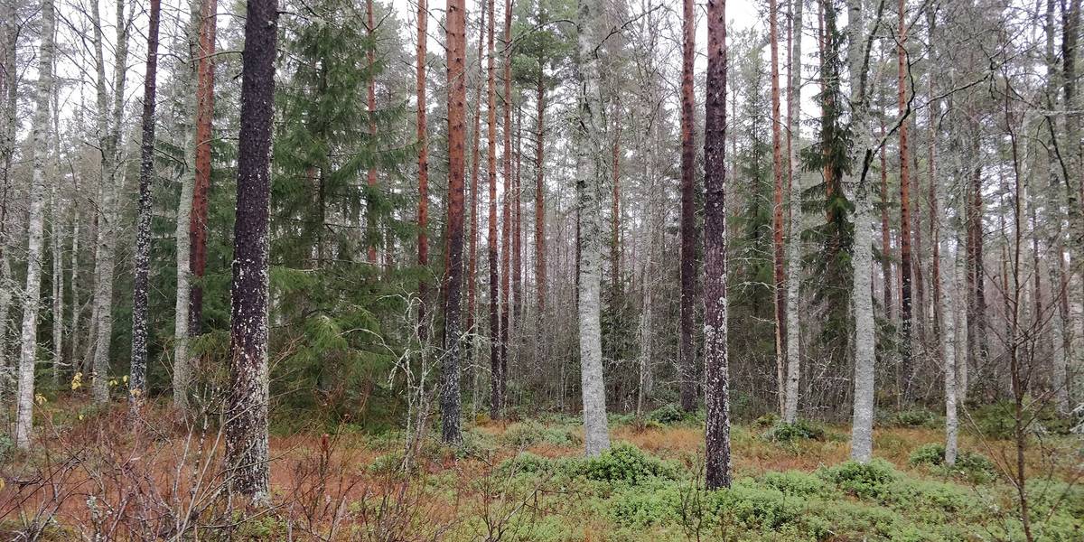 Kansikuva kohteelle Metsätila Kankaanpäässä 27,4 ha