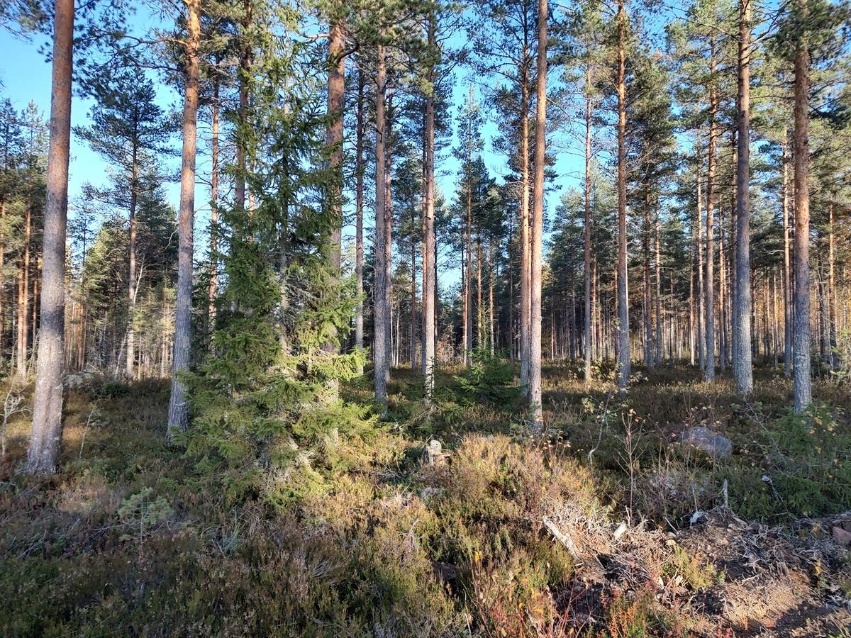 Pärmbild för Metsämääräala Lahtiranta 22:46