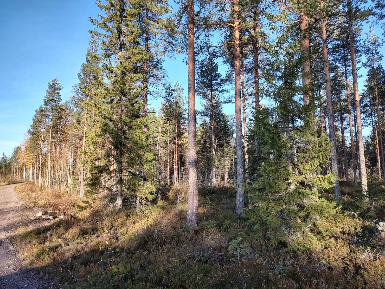 Metsämääräala Lahtiranta 22:46 2