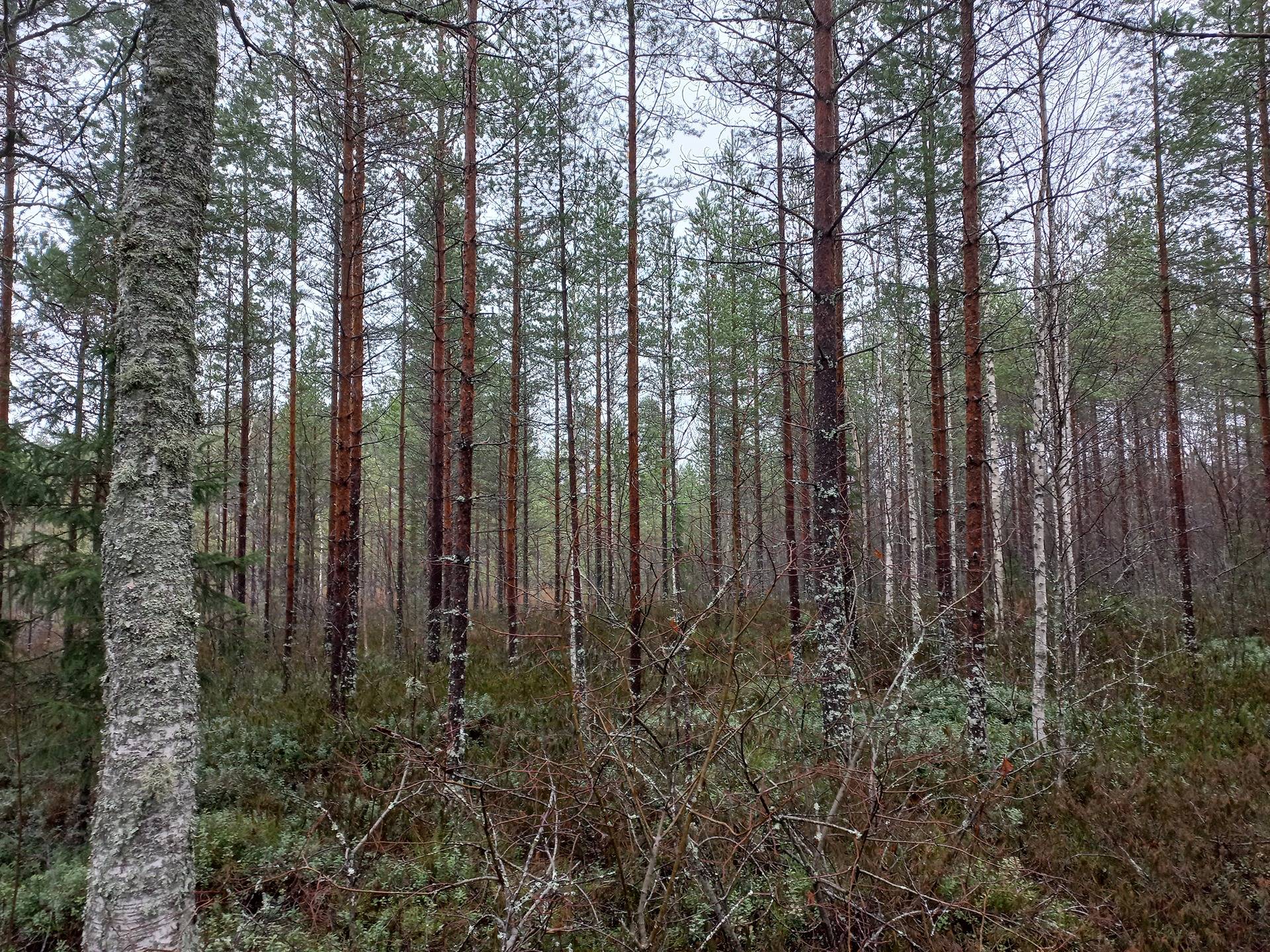Jalasjärvi Hautamäki 164-401-2-98 ja Perkiö 164-409-29-12 26