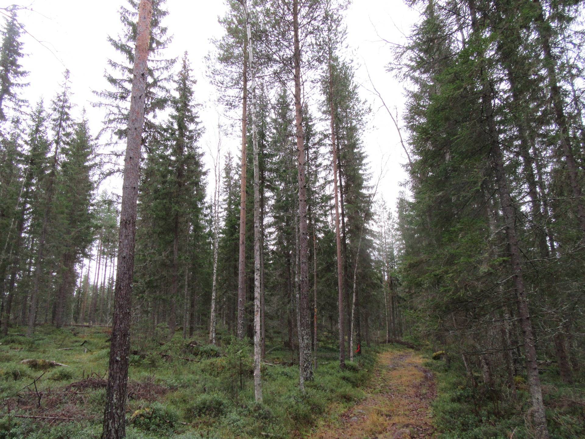 Metsämääräala Ainola 71-402-20-296 17