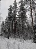 Metsäkiinteistö Alapiha 71-402-134-2 5