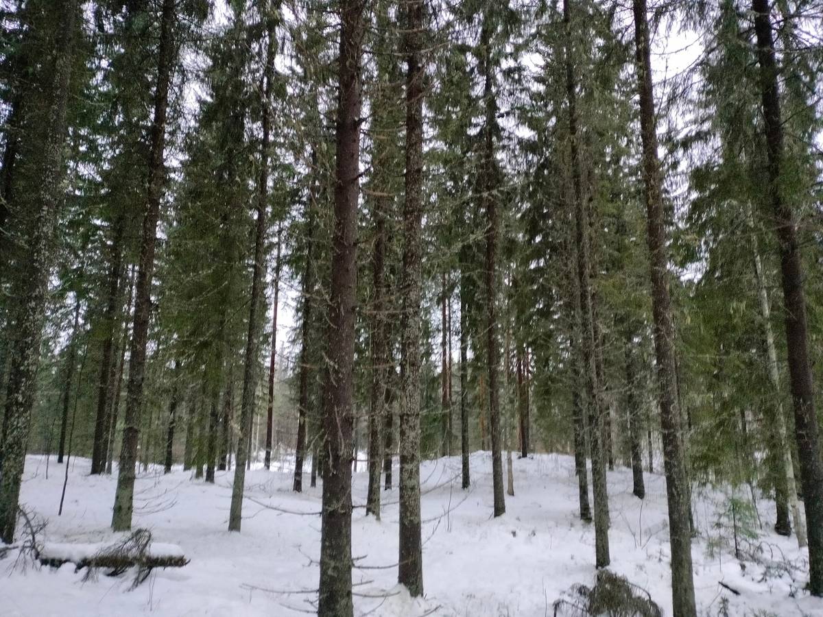 Omslagsbild för objektet ANTTILA 260-405-18-26 ja TUULANPIHA 260-405-18-32 Juurikkajärvi