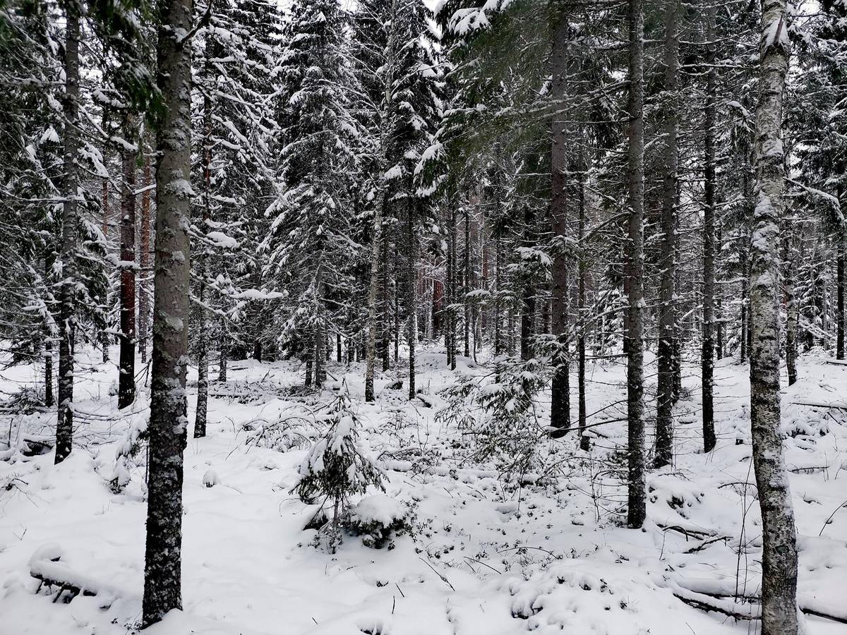 Kansikuva kohteelle Metsätila Välimetsä 5:27, 8,878 ha, Mynämäki, Korvensuu.