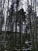 Metsätilakokonaisuus Paimio, Taatila, noin 36,7 ha. 2