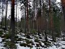 Metsätilakokonaisuus Paimio, Taatila, noin 36,7 ha. 3