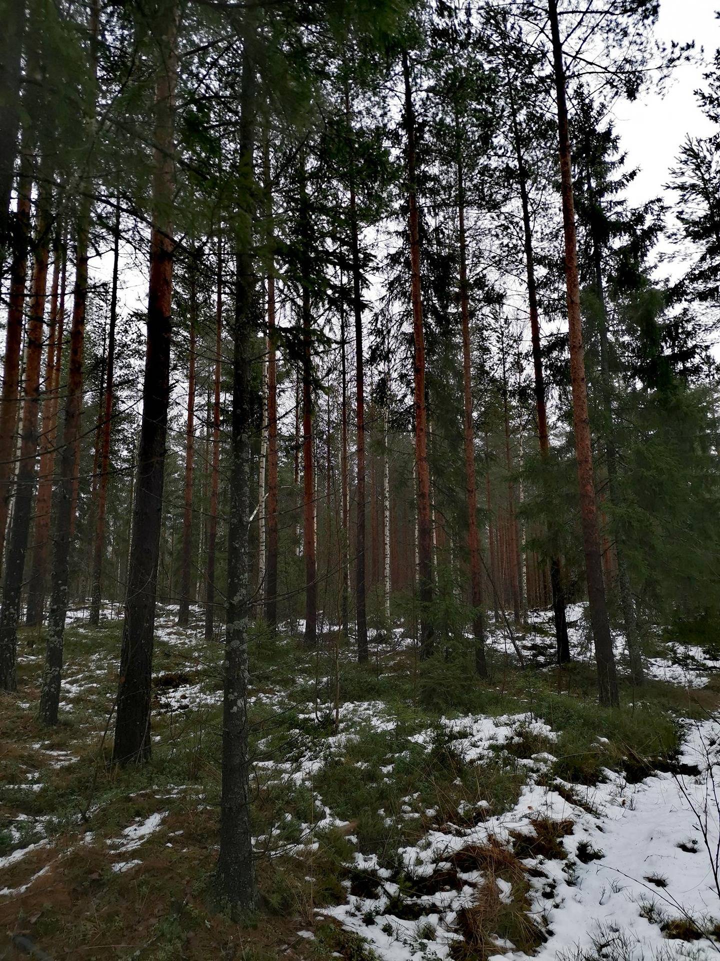 Metsätilakokonaisuus Paimio, Taatila, noin 36,7 ha. 4