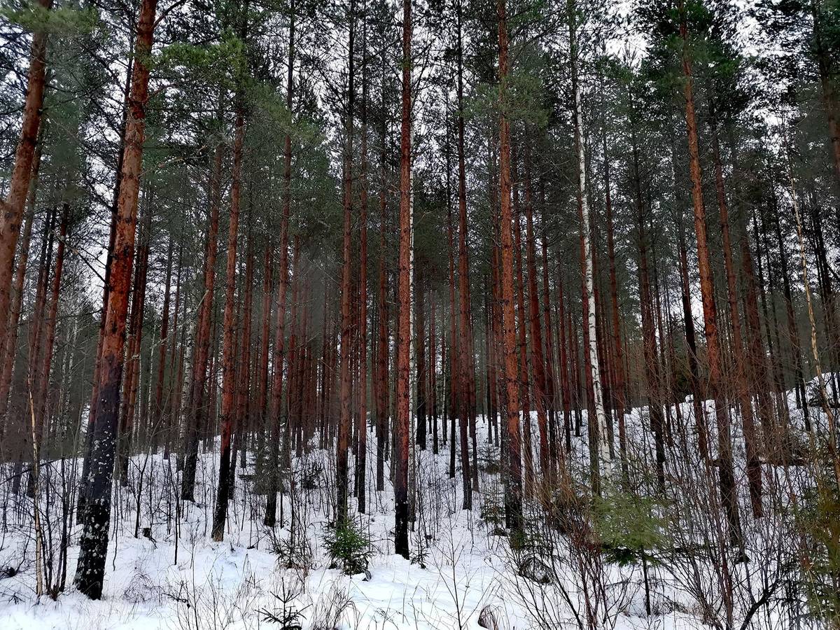 Kansikuva kohteelle Metsätilakokonaisuus Paimio, Taatila, noin 36,7 ha.