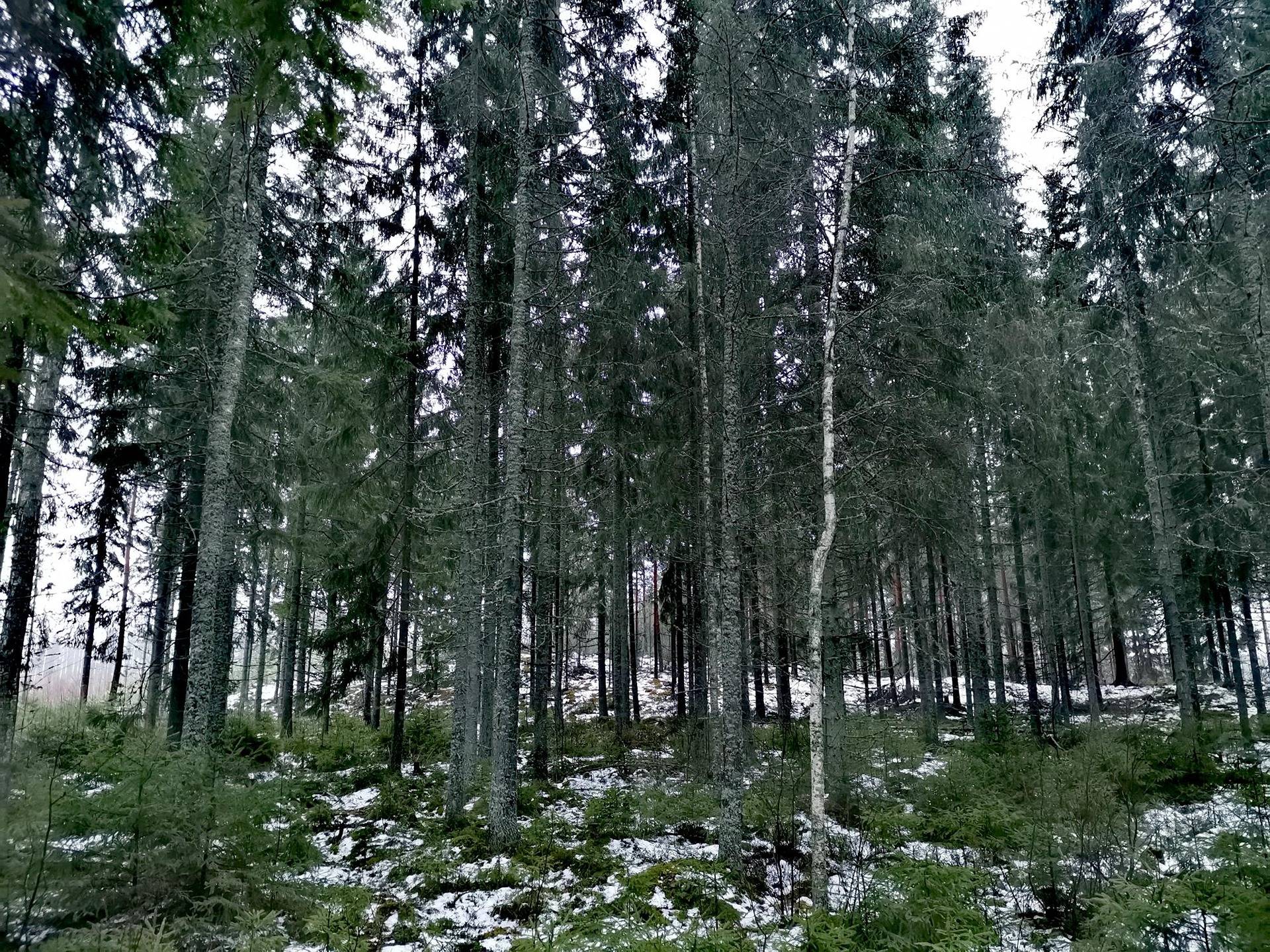 Metsätilakokonaisuus Paimio, Taatila, noin 36,7 ha. 5