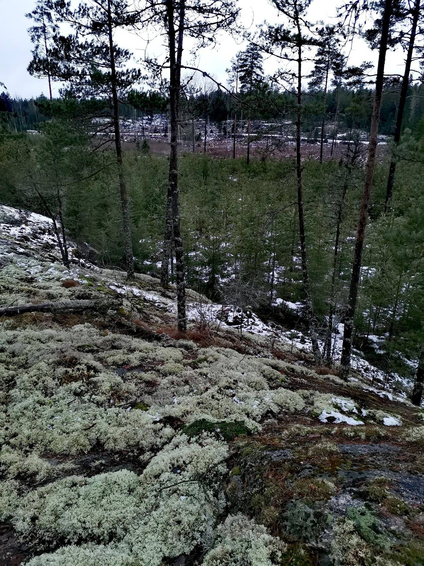 Metsätilakokonaisuus Paimio, Taatila, noin 36,7 ha. 7