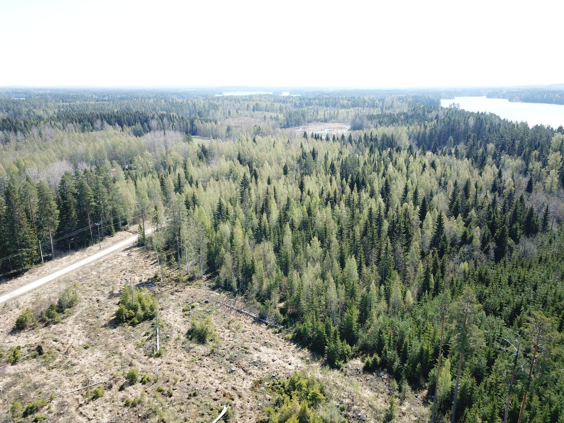 Jämsä, Kuorevesi, Kaltila, metsätila, Loikkanen 3