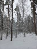 Jalasjärvi Kangas 164-416-7-31 5