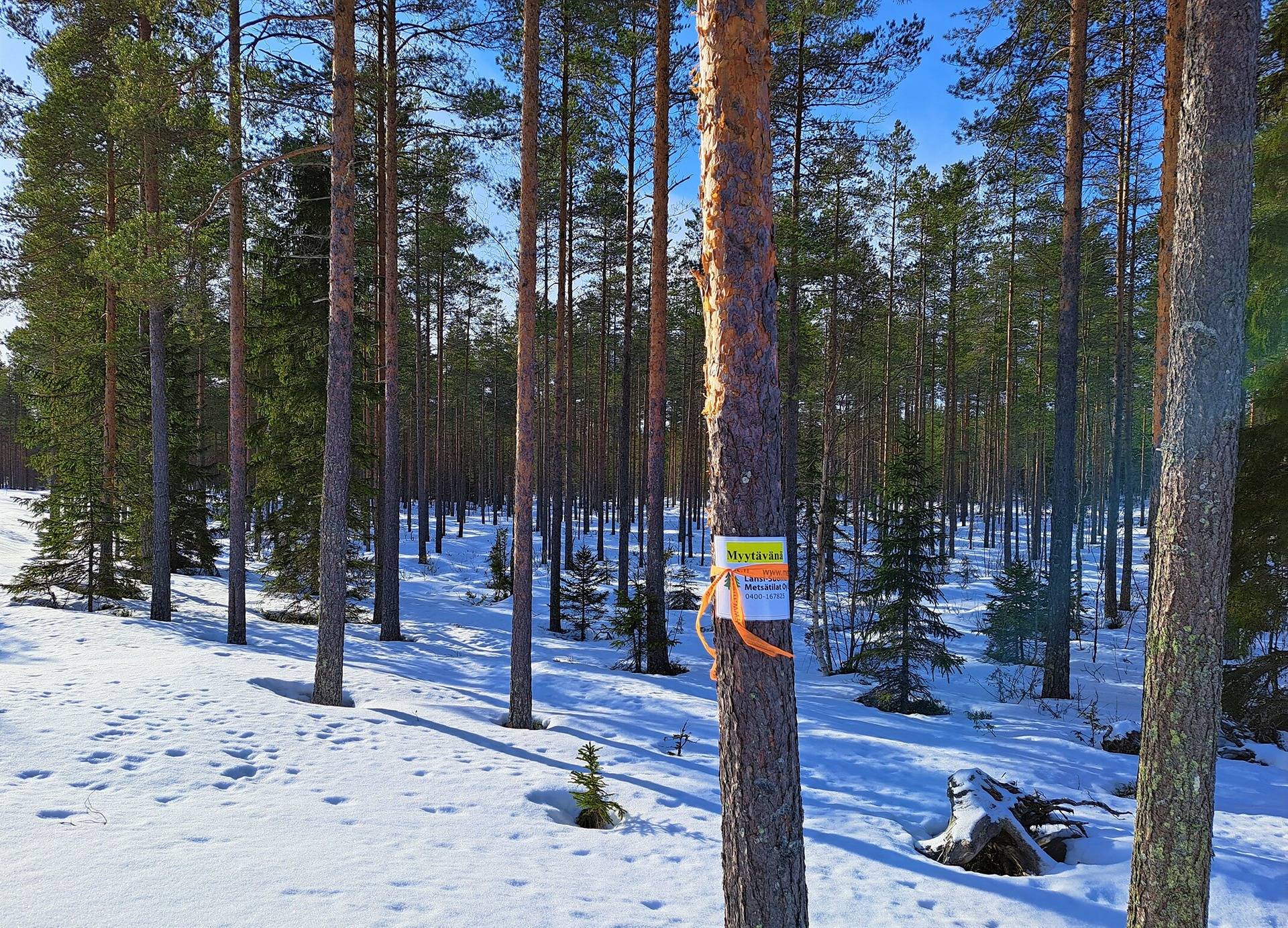 Lappajärvi  KULO 6:85 -metsätila 5