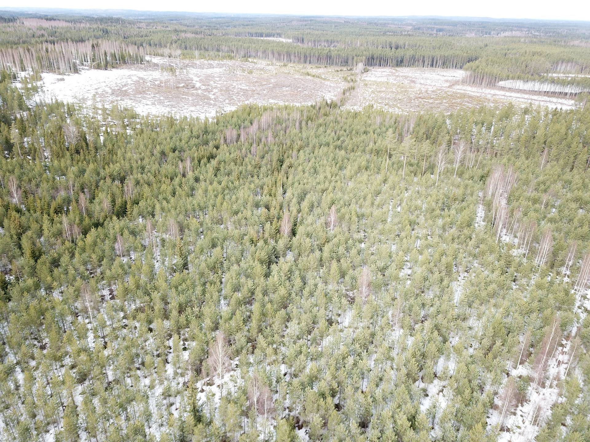 Mänttä-Vilppula, Suluslahti, metsätila Ympyriäinenmäki 2