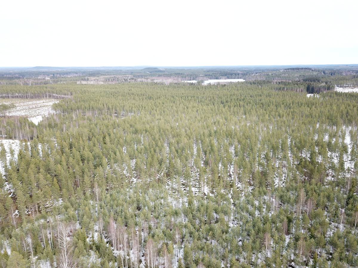 Kansikuva kohteelle Mänttä-Vilppula, Suluslahti, metsätila Ympyriäinenmäki