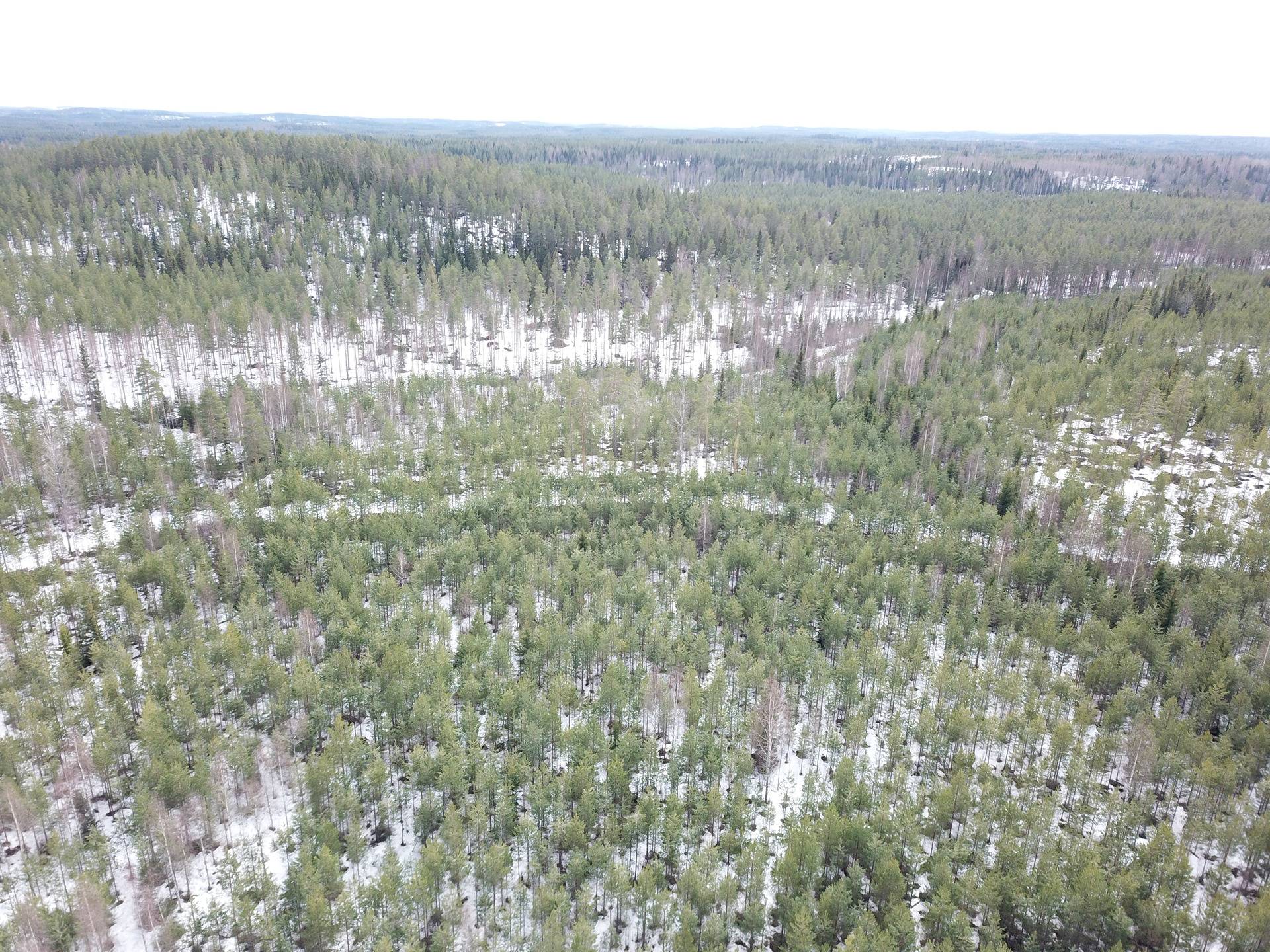 Mänttä-Vilppula, Suluslahti, metsätila Ympyriäinenmäki 4