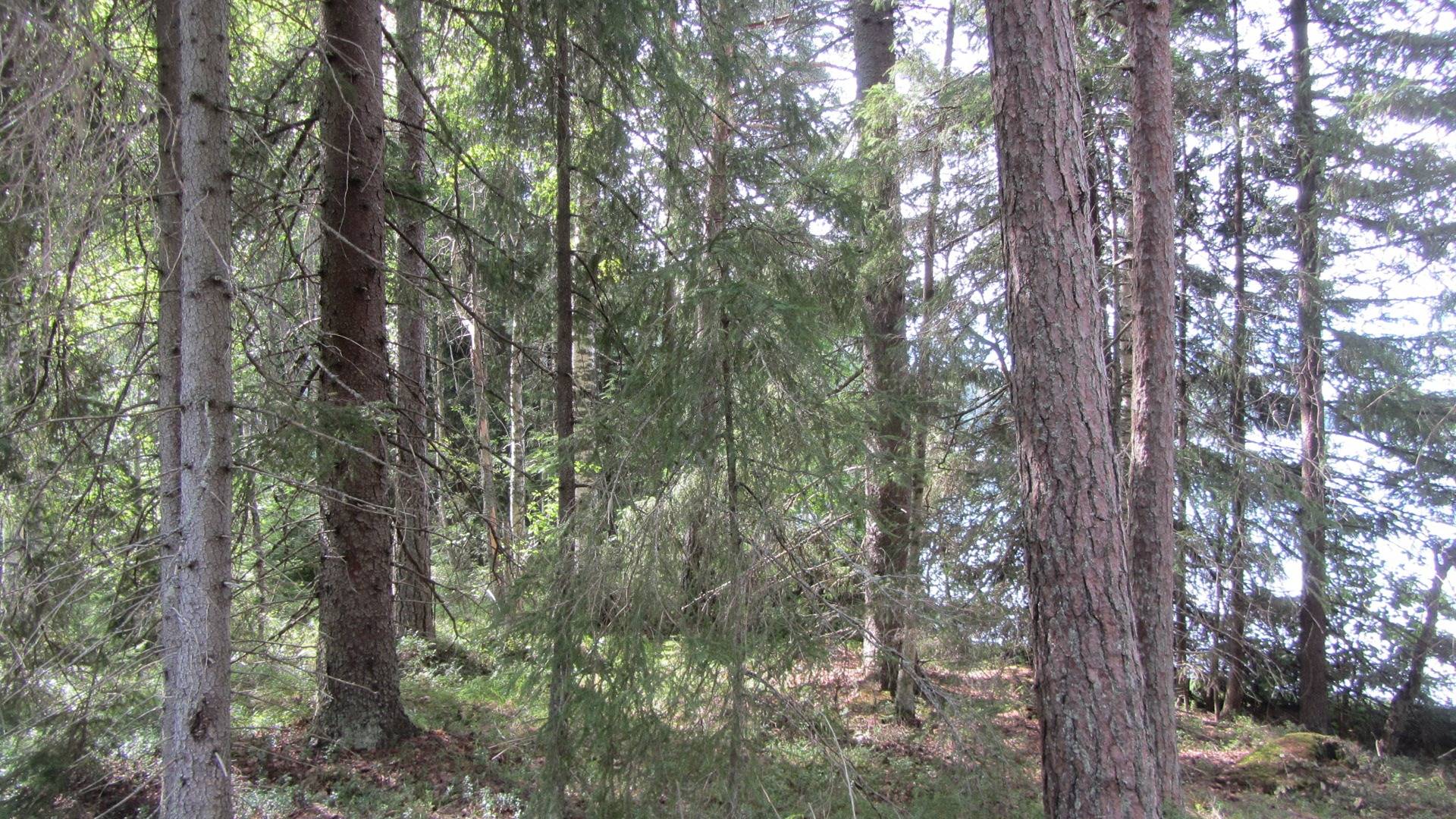 Aurejärvi, rantatontti 1 12