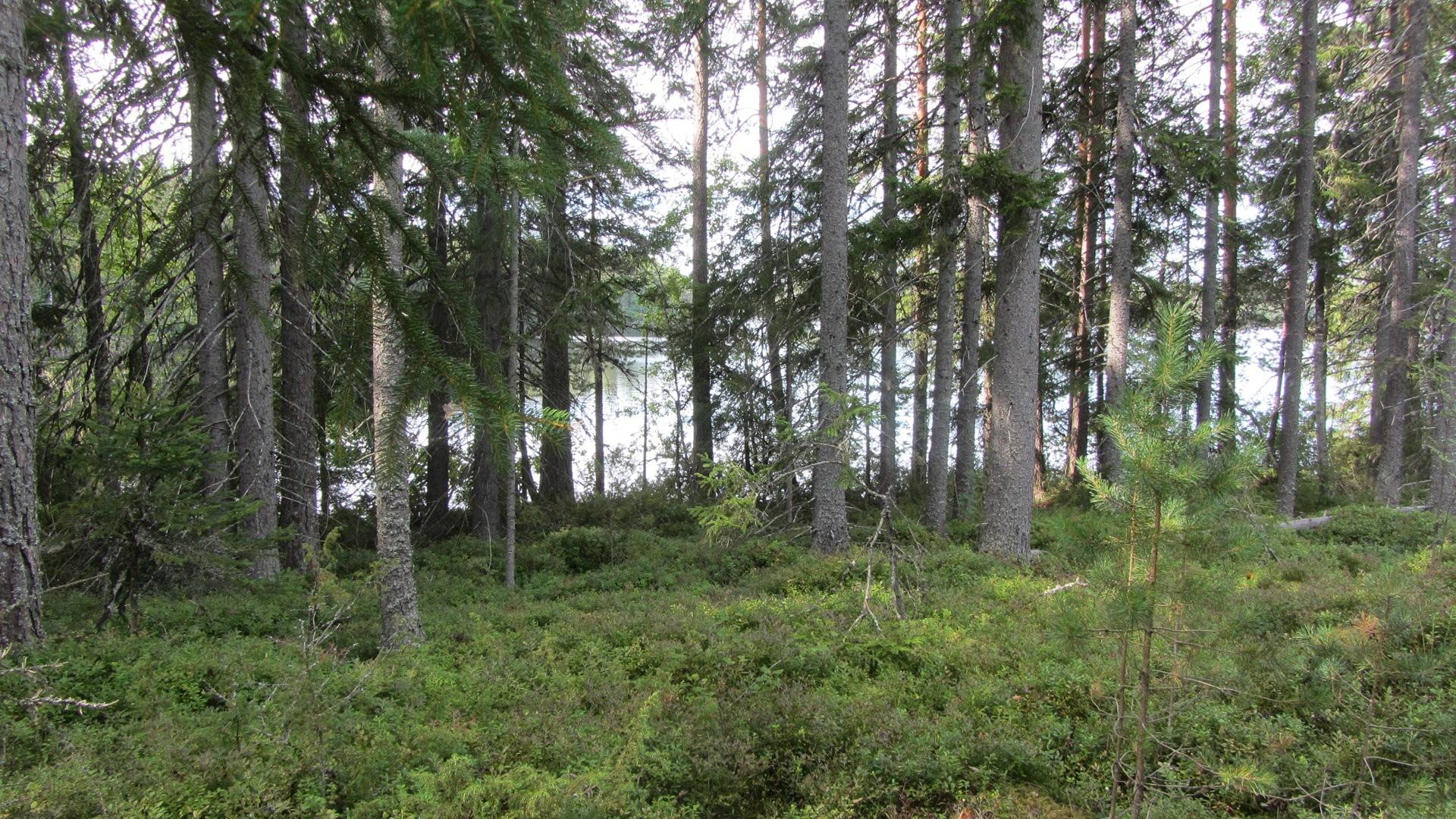 Aurejärvi, rantatontti 2 2