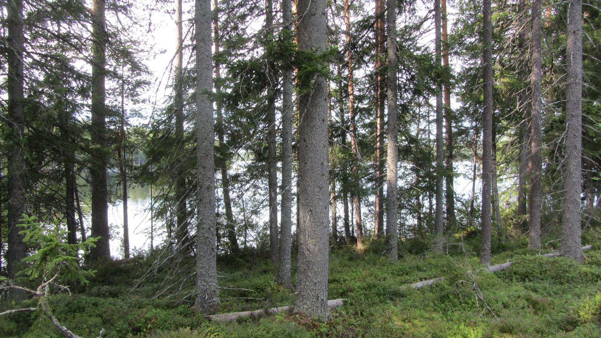 Aurejärvi, rantatontti 2 3