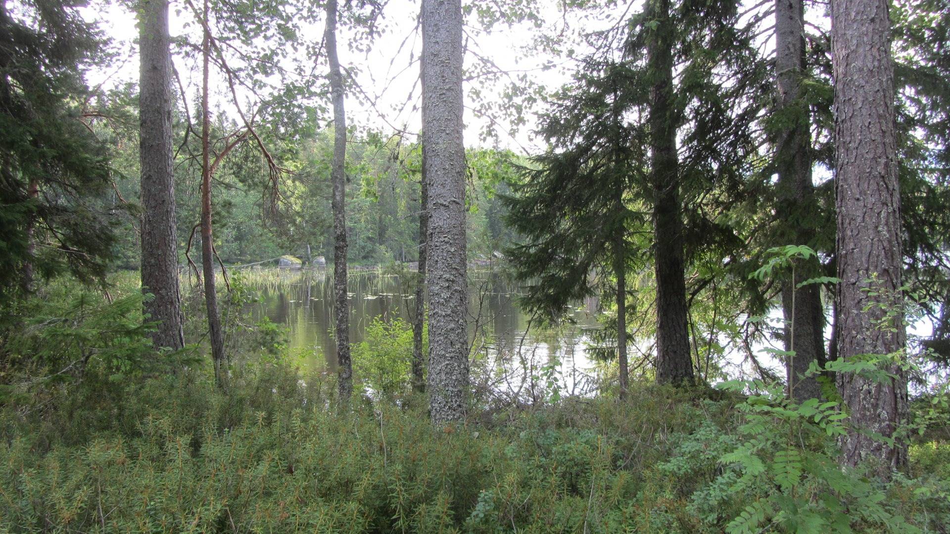 Aurejärvi, rantatontti 2 15