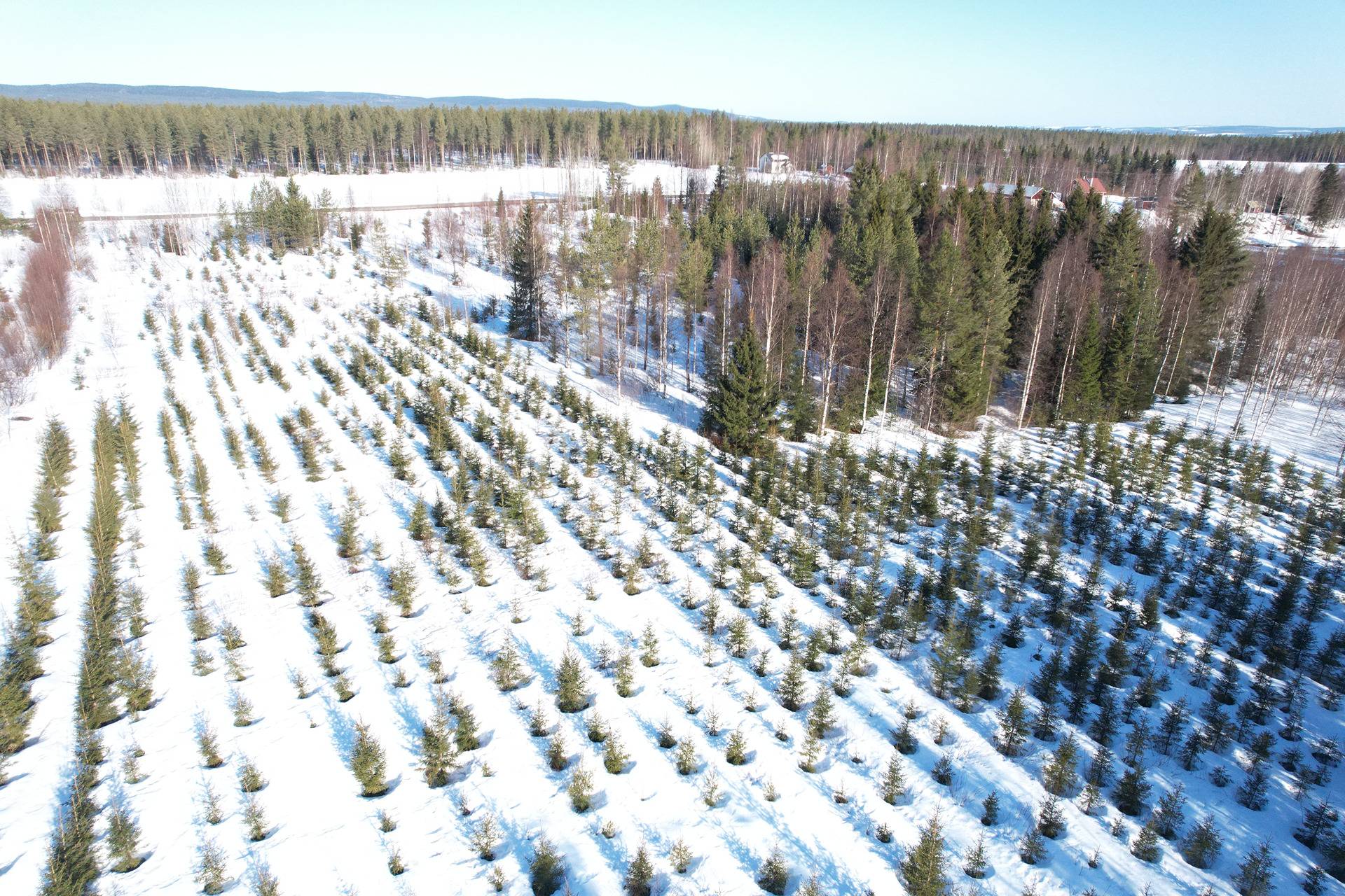 MATINMAA I 620-404-18-17 metsä- ja rantakiinteistö 2,522 ha PUOLANGALLA JOUKOKYLÄSSÄ 6