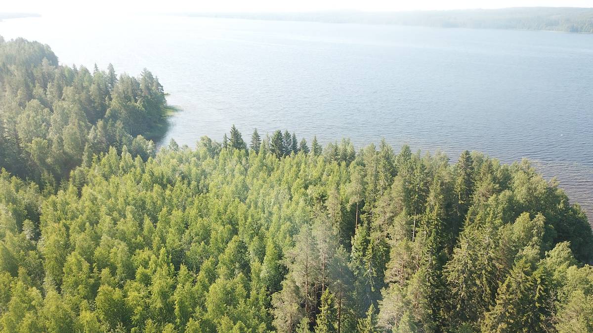 Cover photo for the object omakotitalotontti Niinivesi Vesanto