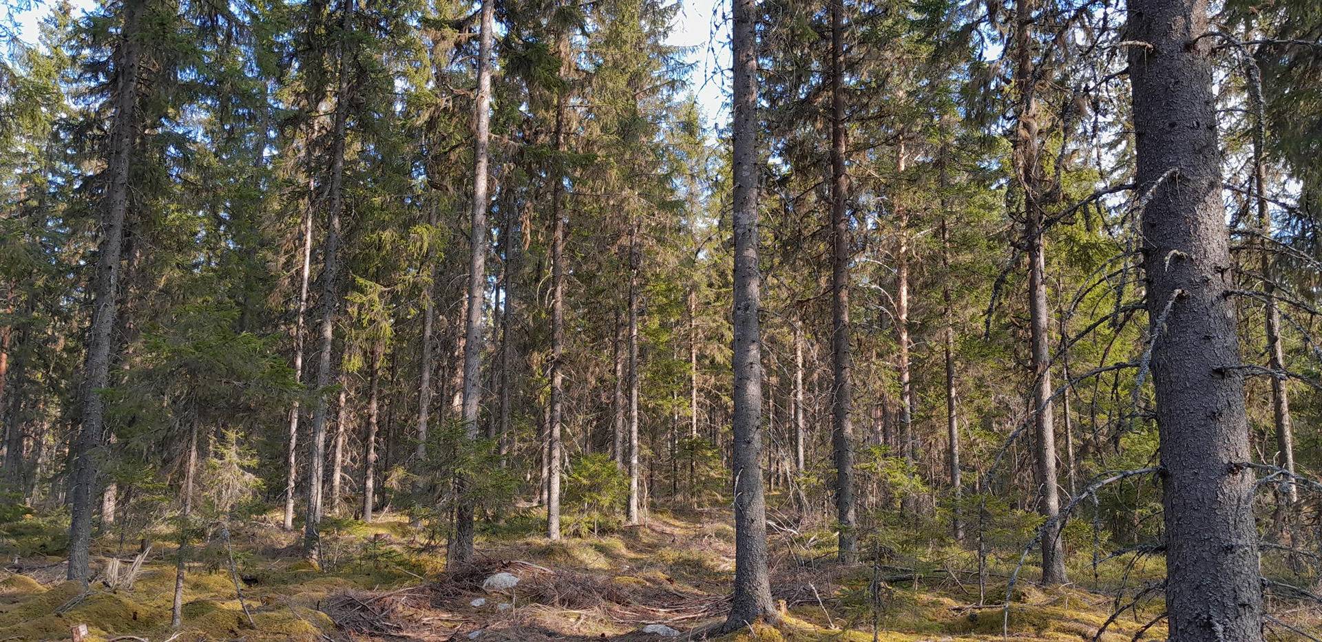 Kannonjärvi, Koukkuniemi 216-403-3-362 11