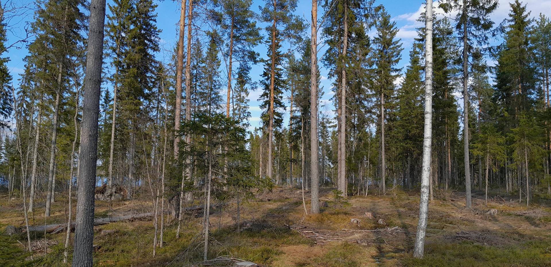 Kannonjärvi, Koukkuniemi 216-403-3-362 13