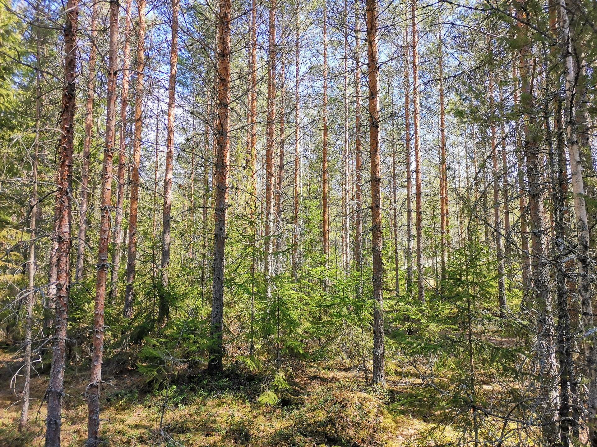 Metsätila (Määräala), noin 44 ha, Filppula 8:47, Säkylä, Pyhäjoki 2