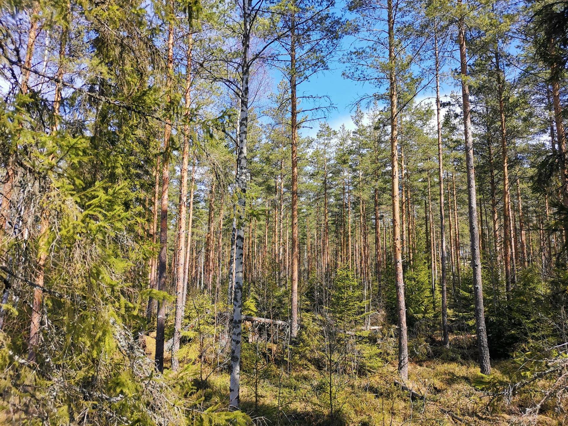 Metsätila (Määräala), noin 44 ha, Filppula 8:47, Säkylä, Pyhäjoki 4