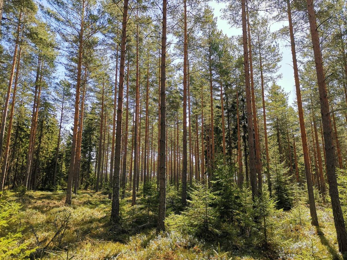Kansikuva kohteelle Metsätila (Määräala), noin 44 ha, Filppula 8:47, Säkylä, Pyhäjoki