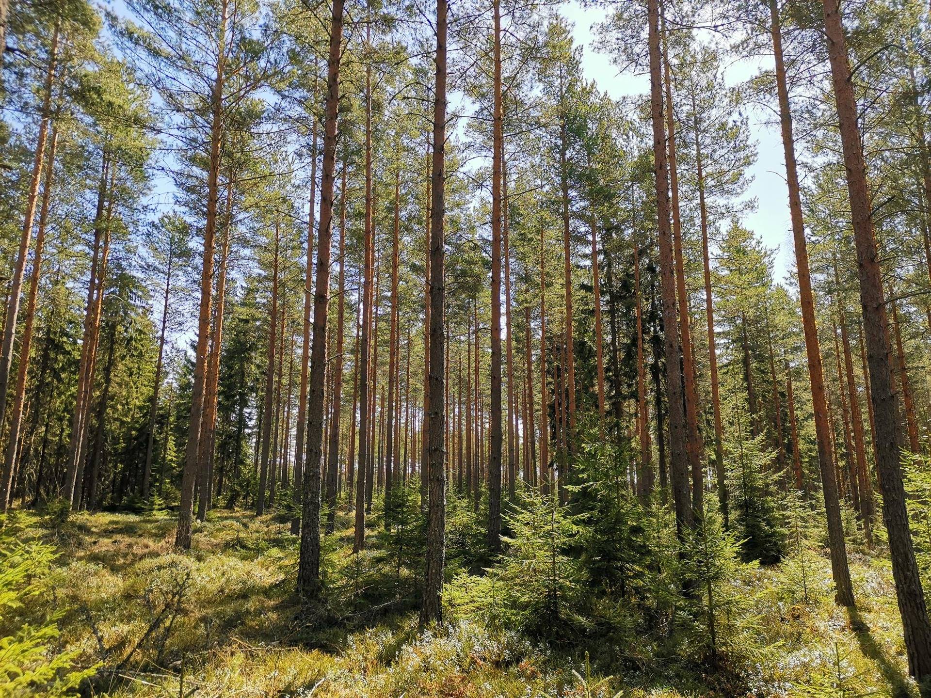Metsätila (Määräala), noin 44 ha, Filppula 8:47, Säkylä, Pyhäjoki 1