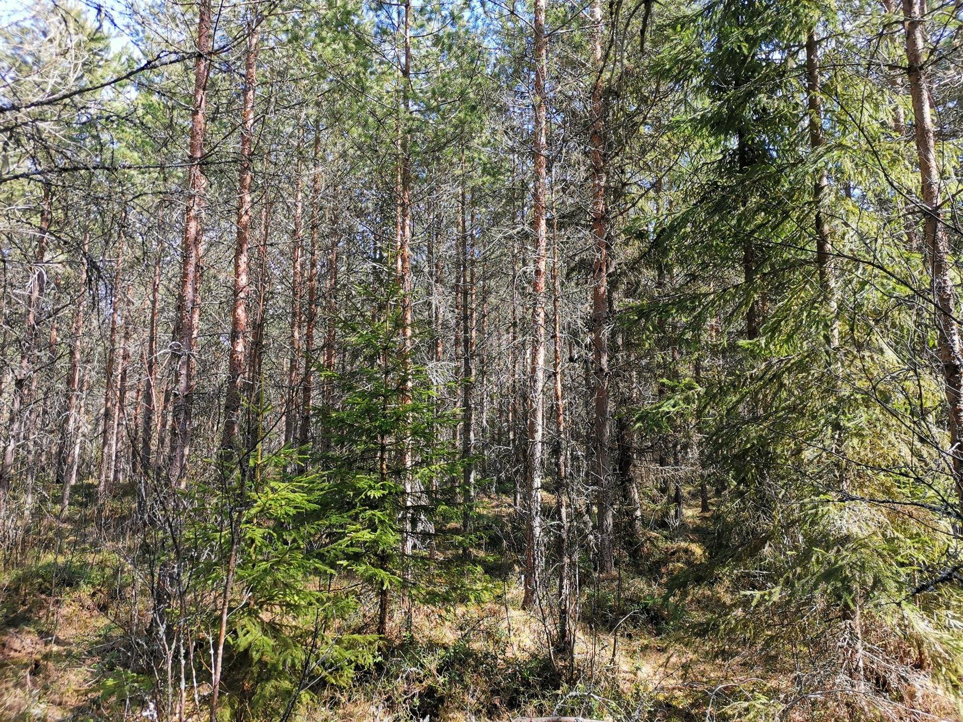 Metsätila (Määräala), noin 44 ha, Filppula 8:47, Säkylä, Pyhäjoki 6