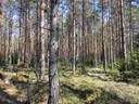Metsätila (Määräala), noin 44 ha, Filppula 8:47, Säkylä, Pyhäjoki 8